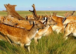 Deers