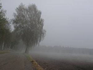 Raining Forest